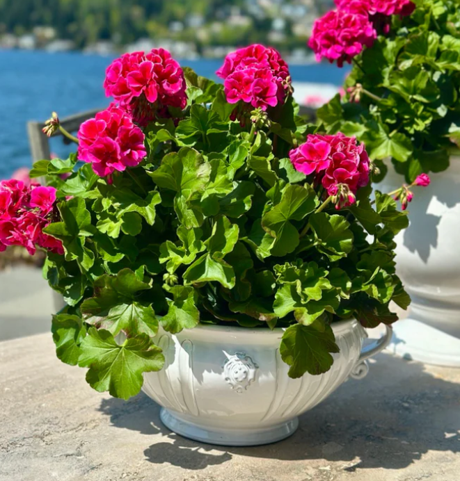 Bella Bianca Garden Urn / Centerpiece Bowl by Arte Italica